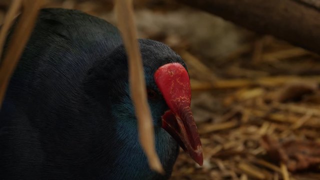 African swamphen (Porphyrio madagascariensis)