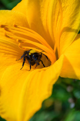 Bumblebee and orange daylily flower. Bumblebee collects nectar on a daylily flower. Bumblebee playing hide and seek. Close-up view.