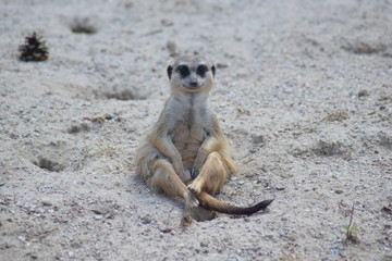 Surykatka © Natalciia