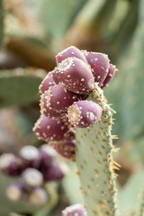 Grappe de figues de Barbarie rouges sur un cactus en plan rapproché avec le épines sur la plante et le fruit délicieuse plante exotique aux fruits charnus