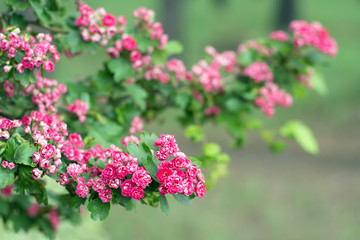 Flowering May-tree with branches covered with pink blossoms