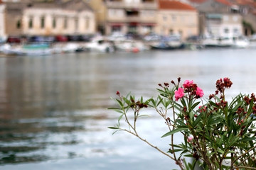 Pink oleander nerium flowers by the sea in town Vela Luka, on island Korcula, Croatia. Traditional...