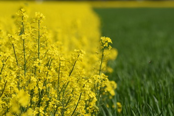 Obraz premium Rzepak