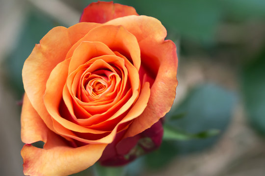 Close up of beautiful single orange rose on green-beige background