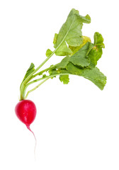 fresh organic red radish with greens isolated