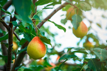 Pear tree with pears, organic natural fruits in a garden, harvest concept