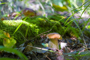 mushroom grows near log in moss