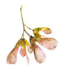 pink seeds of amur maple (tatar maple) tree