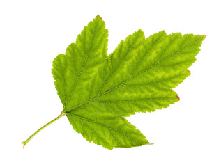 yellowing green leaf of physocarpus shrub isolated