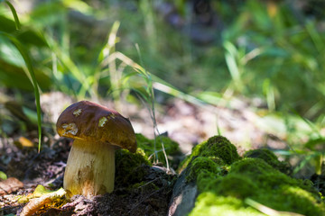 mushroom grows near moss
