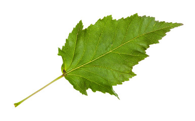 leaf of amur maple (acer tataricum ginnala) tree