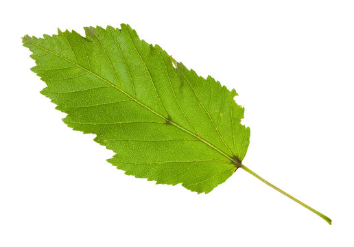 leaf of amur maple (tatar maple) tree isolated