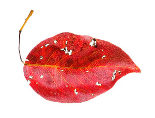 red fallen leaf of pear tree isolated on white