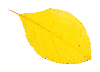 Naklejka premium fallen yellow leaf of plum tree isolated