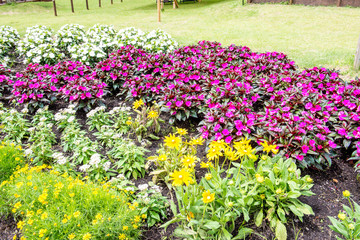 久住高原夏の花