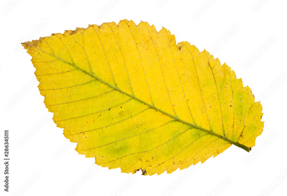 Canvas Prints back side of fallen yellow leaf of elm tree