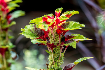 久住高原夏のケイトウ