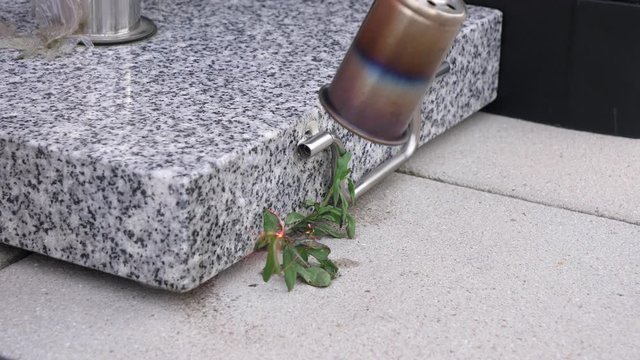 Slow motion shot of getting rid of undesired green weeds by burning them with the flame of a garden weed burner