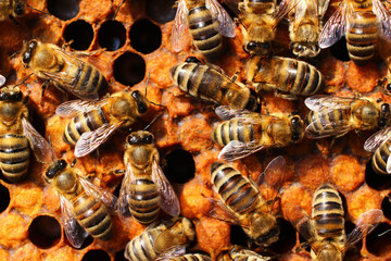 Bees on apiary work close up