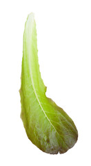 single leaf of Romaine lettuce isolated