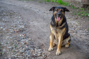 Mountain Shepherd dog looking happy greeting its master coming back home.