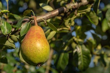 Pear on a tree branch organic and ripe.