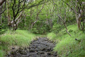 Subashiri trail to make the top of Mount Fuji