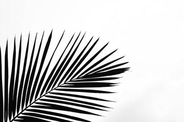 Obraz premium closeup palm leaves - monochrome