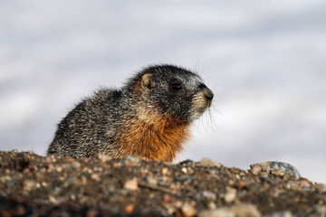 Baby Marmot
