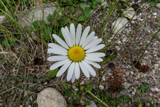 white flowers Daisey