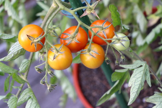 Haus und Garten, Bio-Tomatenpflanze im Blumentopf, biologischer Tomatenanbau auf dem Balkon, Balkonpflanzen