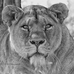 A lion's stare