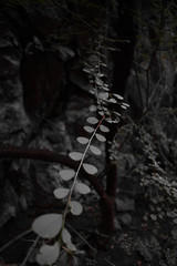Path of leaves