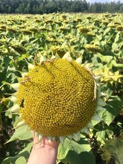 sunflower on green background of blue sky