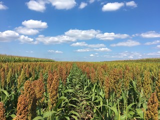Obraz premium field of sorghum 