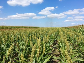 field of sorghum 