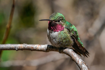 Male Broad-tailed Hummingbird