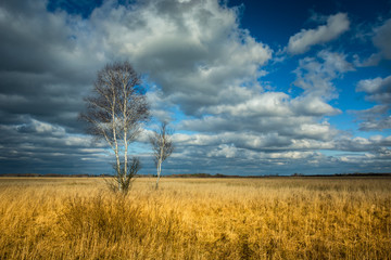 Fototapeta premium Birch trees on a dry meadow, clouds on the sky