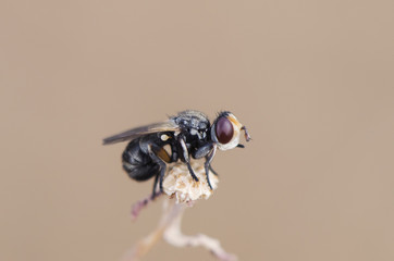Bicolor Melanostoma Small Hover Fly tiny insect perched on top of a Lactuca plant