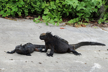 Sea lizards on the Galapagos islands Ecuador lie on the beach