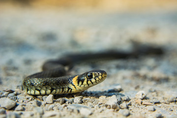 Grass snake on a gravel road