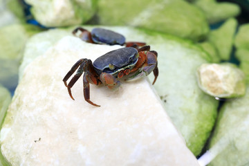 Crab on stone
