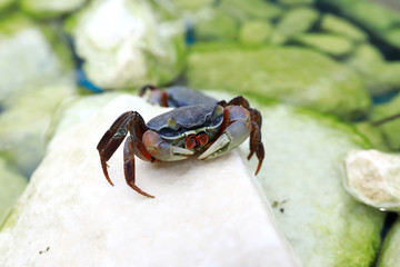 View of crab creeping on stone
