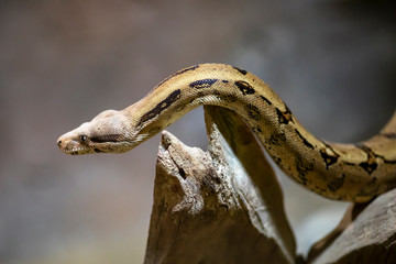 Naklejka premium Snake