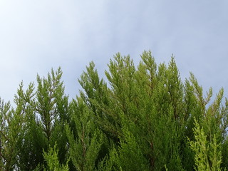 green trees and blue sky