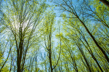 The sun over spring trees