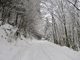 Obraz premium a road covered with snow among the trees