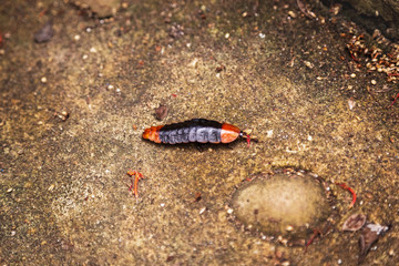 Insect caterpillar worm on the ground