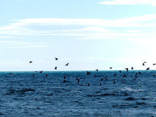 Des oiseaux au dessus de l'eau en Mer