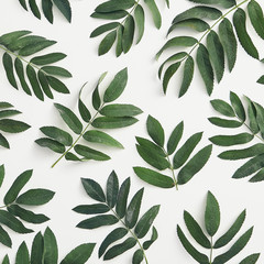 Branches leaves top view on white background